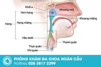 Bệnh viện tai mũi họng nào ở TP.HCM có khám ngoài giờ, chất lượng tốt?