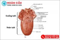 Cảnh báo: Cuống lưỡi có mùi hôi là dấu hiệu nhiều bệnh nguy hiểm